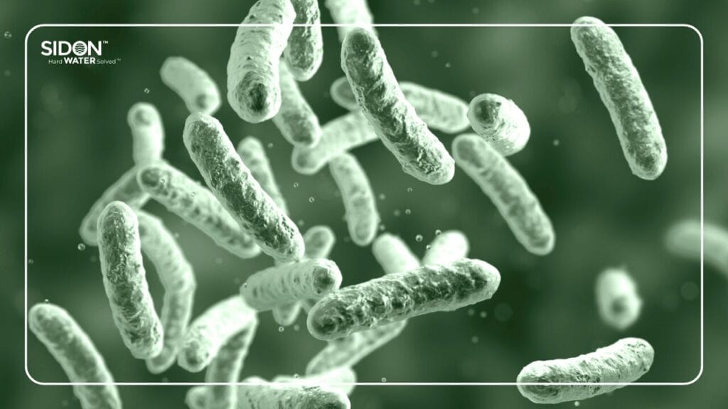 Legionella bacteria