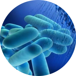 legionella circle legionella circle